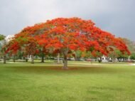– Flame Tree – Royal Poinciana – Flamboyant Treeمن أسمائها المتداولة: بونسيانا – بونسيانا حمراء – شجرة اللهب – فلامبويانت