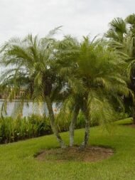 من أسمائها المتداولة: نخيل الروبيلي، نخيل التمر القزم، نخيل روبل، Dwarf Date Palm، Pygmy Date Palm