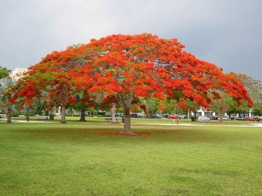 – Flame Tree – Royal Poinciana – Flamboyant Treeمن أسمائها المتداولة: بونسيانا – بونسيانا حمراء – شجرة اللهب – فلامبويانت