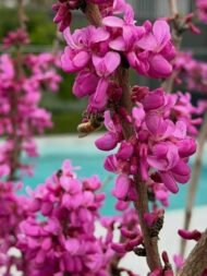 – Chinese Redbud – Chinese Judas Tree – Cercis chinensis ‘Avondale’من أسمائها المتداولة: الأرجوان الصيني – شجرة الأرجوان الصينية – أرجوان أفونديل – شجرة يهوذا الصينية