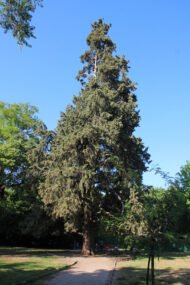 🌿 سرو بلدي – Cupressus الاسم العلمي: Cupressus sempervirens L. من أسمائها المتداولة: سرو بلدي – السرو الإيطالي – السرو الدائم الخضرة – السرو العمودي – Cypress – Mediterranean Cypress – Italian Cypress – Common Cypress
