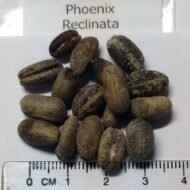 من أسمائها المتداولة: نخيل الروبيلي، نخيل التمر القزم، نخيل روبل، Dwarf Date Palm، Pygmy Date Palm