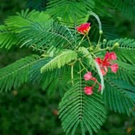– Flame Tree – Royal Poinciana – Flamboyant Treeمن أسمائها المتداولة: بونسيانا – بونسيانا حمراء – شجرة اللهب – فلامبويانت