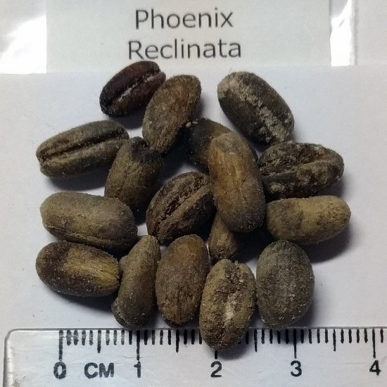 من أسمائها المتداولة: نخيل الروبيلي، نخيل التمر القزم، نخيل روبل، Dwarf Date Palm، Pygmy Date Palm