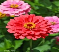من أسمائها المتداولة: الزيزينيا البلدي – زينيا – زينيا بلدي – زهرة الزينيا – Zinnia – Common Zinnia – Elegant Zinnia – Youth-and-old-age