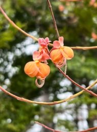 – Pink Shower Tree – Coral Shower Tree – Horse Cassia – Cassia grandisمن أسمائها المتداولة: كاسيا جرانديز – كاسيا وردية – كاسيا كبيرة – شجرة الكاسيا الوردية