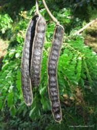 من أسمائها المتداولة: لبخ السامان – السامان – شجرة المطر – شجرة الظل – Rain Tree – Saman Tree – Monkeypod – Saman – Cow Tamarindالاسم المتداول سابقًا: Albizia saman (Jacq.) F.Muell.