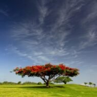 – Flame Tree – Royal Poinciana – Flamboyant Treeمن أسمائها المتداولة: بونسيانا – بونسيانا حمراء – شجرة اللهب – فلامبويانت