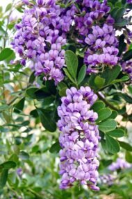 🌿 سوفورا أرجوان – Sophora secundiflora الاسم العلمي: Sophora secundiflora (Ortega) Lag. ex DC. من أسمائها المتداولة: سوفورا أرجوان – سوفورا بنفسجي – شجرة الفاصوليا المسكّية – شجرة حبوب المسك – Texas Mountain Laurel – Mescal Bean – Frijolito – Sophora secundiflora