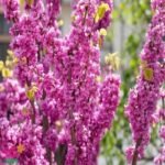 – Chinese Redbud – Chinese Judas Tree – Cercis chinensis ‘Avondale’من أسمائها المتداولة: الأرجوان الصيني – شجرة الأرجوان الصينية – أرجوان أفونديل – شجرة يهوذا الصينية