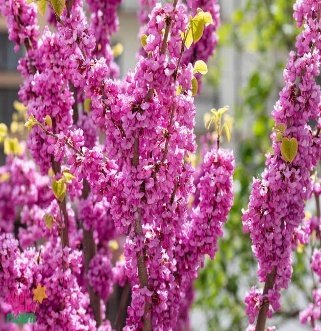 – Chinese Redbud – Chinese Judas Tree – Cercis chinensis ‘Avondale’من أسمائها المتداولة: الأرجوان الصيني – شجرة الأرجوان الصينية – أرجوان أفونديل – شجرة يهوذا الصينية