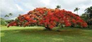 – Flame Tree – Royal Poinciana – Flamboyant Treeمن أسمائها المتداولة: بونسيانا – بونسيانا حمراء – شجرة اللهب – فلامبويانت