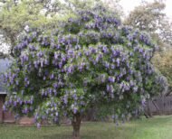 🌿 سوفورا أرجوان – Sophora secundiflora الاسم العلمي: Sophora secundiflora (Ortega) Lag. ex DC. من أسمائها المتداولة: سوفورا أرجوان – سوفورا بنفسجي – شجرة الفاصوليا المسكّية – شجرة حبوب المسك – Texas Mountain Laurel – Mescal Bean – Frijolito – Sophora secundiflora