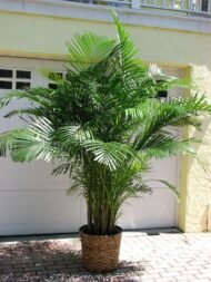 من أسمائها المتداولة: نخيل الشاميدوريا، نخيل الصالون، نخيل القصب، نخيل البامبو، Parlor Palm، Bamboo Palm