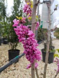 – Chinese Redbud – Chinese Judas Tree – Cercis chinensis ‘Avondale’من أسمائها المتداولة: الأرجوان الصيني – شجرة الأرجوان الصينية – أرجوان أفونديل – شجرة يهوذا الصينية