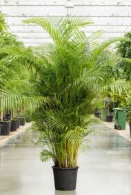 من أسمائها المتداولة: نخيل الشاميدوريا، نخيل الصالون، نخيل القصب، نخيل البامبو، Parlor Palm، Bamboo Palm
