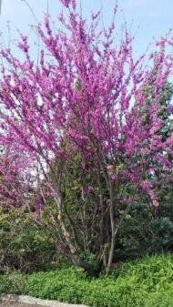 – Chinese Redbud – Chinese Judas Tree – Cercis chinensis ‘Avondale’من أسمائها المتداولة: الأرجوان الصيني – شجرة الأرجوان الصينية – أرجوان أفونديل – شجرة يهوذا الصينية