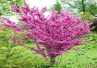 – Chinese Redbud – Chinese Judas Tree – Cercis chinensis ‘Avondale’من أسمائها المتداولة: الأرجوان الصيني – شجرة الأرجوان الصينية – أرجوان أفونديل – شجرة يهوذا الصينية