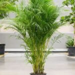 من أسمائها المتداولة: نخيل الشاميدوريا، نخيل الصالون، نخيل القصب، نخيل البامبو، Parlor Palm، Bamboo Palm