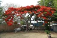 – Flame Tree – Royal Poinciana – Flamboyant Treeمن أسمائها المتداولة: بونسيانا – بونسيانا حمراء – شجرة اللهب – فلامبويانت