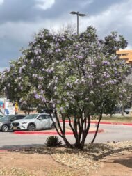 🌿 سوفورا أرجوان – Sophora secundiflora الاسم العلمي: Sophora secundiflora (Ortega) Lag. ex DC. من أسمائها المتداولة: سوفورا أرجوان – سوفورا بنفسجي – شجرة الفاصوليا المسكّية – شجرة حبوب المسك – Texas Mountain Laurel – Mescal Bean – Frijolito – Sophora secundiflora