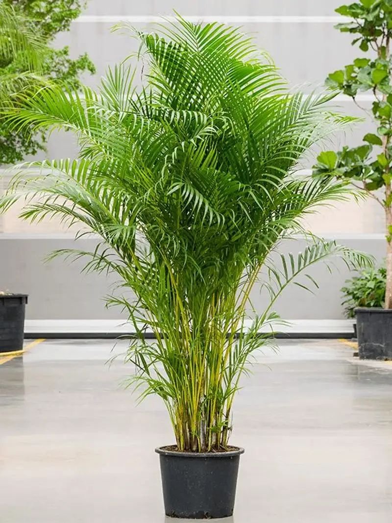 من أسمائها المتداولة: نخيل الشاميدوريا، نخيل الصالون، نخيل القصب، نخيل البامبو، Parlor Palm، Bamboo Palm