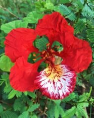 – Flame Tree – Royal Poinciana – Flamboyant Treeمن أسمائها المتداولة: بونسيانا – بونسيانا حمراء – شجرة اللهب – فلامبويانت