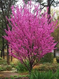 – Chinese Redbud – Chinese Judas Tree – Cercis chinensis ‘Avondale’من أسمائها المتداولة: الأرجوان الصيني – شجرة الأرجوان الصينية – أرجوان أفونديل – شجرة يهوذا الصينية