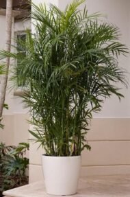 من أسمائها المتداولة: نخيل الشاميدوريا، نخيل الصالون، نخيل القصب، نخيل البامبو، Parlor Palm، Bamboo Palm