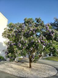 🌿 سوفورا أرجوان – Sophora secundiflora الاسم العلمي: Sophora secundiflora (Ortega) Lag. ex DC. من أسمائها المتداولة: سوفورا أرجوان – سوفورا بنفسجي – شجرة الفاصوليا المسكّية – شجرة حبوب المسك – Texas Mountain Laurel – Mescal Bean – Frijolito – Sophora secundiflora