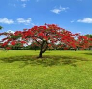 – Flame Tree – Royal Poinciana – Flamboyant Treeمن أسمائها المتداولة: بونسيانا – بونسيانا حمراء – شجرة اللهب – فلامبويانت