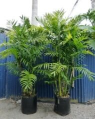 من أسمائها المتداولة: نخيل الشاميدوريا، نخيل الصالون، نخيل القصب، نخيل البامبو، Parlor Palm، Bamboo Palm