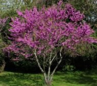 – Chinese Redbud – Chinese Judas Tree – Cercis chinensis ‘Avondale’من أسمائها المتداولة: الأرجوان الصيني – شجرة الأرجوان الصينية – أرجوان أفونديل – شجرة يهوذا الصينية