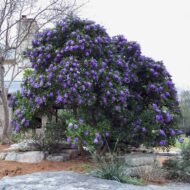 🌿 سوفورا أرجوان – Sophora secundiflora الاسم العلمي: Sophora secundiflora (Ortega) Lag. ex DC. من أسمائها المتداولة: سوفورا أرجوان – سوفورا بنفسجي – شجرة الفاصوليا المسكّية – شجرة حبوب المسك – Texas Mountain Laurel – Mescal Bean – Frijolito – Sophora secundiflora