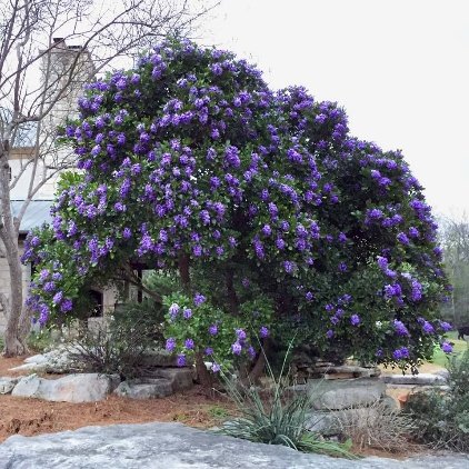 🌿 سوفورا أرجوان – Sophora secundiflora الاسم العلمي: Sophora secundiflora (Ortega) Lag. ex DC. من أسمائها المتداولة: سوفورا أرجوان – سوفورا بنفسجي – شجرة الفاصوليا المسكّية – شجرة حبوب المسك – Texas Mountain Laurel – Mescal Bean – Frijolito – Sophora secundiflora