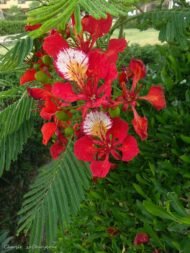 – Flame Tree – Royal Poinciana – Flamboyant Treeمن أسمائها المتداولة: بونسيانا – بونسيانا حمراء – شجرة اللهب – فلامبويانت