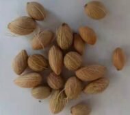 من أسمائها المتداولة: نخيل الأريكا الأصفر، نخيل الأريكا، نخيل الفراشة، نخيل القصب الذهبي، Yellow Areca Palm، Golden Cane Palm، Butterfly Palm