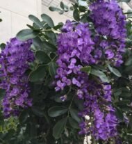 🌿 سوفورا أرجوان – Sophora secundiflora الاسم العلمي: Sophora secundiflora (Ortega) Lag. ex DC. من أسمائها المتداولة: سوفورا أرجوان – سوفورا بنفسجي – شجرة الفاصوليا المسكّية – شجرة حبوب المسك – Texas Mountain Laurel – Mescal Bean – Frijolito – Sophora secundiflora