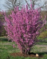 – Chinese Redbud – Chinese Judas Tree – Cercis chinensis ‘Avondale’من أسمائها المتداولة: الأرجوان الصيني – شجرة الأرجوان الصينية – أرجوان أفونديل – شجرة يهوذا الصينية