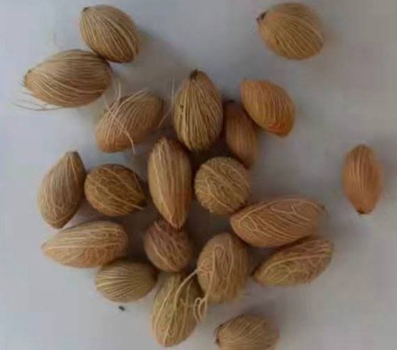من أسمائها المتداولة: نخيل الأريكا الأصفر، نخيل الأريكا، نخيل الفراشة، نخيل القصب الذهبي، Yellow Areca Palm، Golden Cane Palm، Butterfly Palm