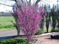 – Chinese Redbud – Chinese Judas Tree – Cercis chinensis ‘Avondale’من أسمائها المتداولة: الأرجوان الصيني – شجرة الأرجوان الصينية – أرجوان أفونديل – شجرة يهوذا الصينية