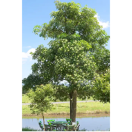 🌿 الاستونيا – Alstonia scholaris الاسم العلمي: Alstonia scholaris (L.) R.Br. من أسمائها المتداولة: الاستونيا – شجرة المليون زهرة – شجرة الزهور الكثيرة – شجرة السبورة – Devil's Tree – Blackboard Tree – Dita Tree – Alstonia scholaris