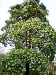 🌿 الاستونيا – Alstonia scholaris الاسم العلمي: Alstonia scholaris (L.) R.Br. من أسمائها المتداولة: الاستونيا – شجرة المليون زهرة – شجرة الزهور الكثيرة – شجرة السبورة – Devil's Tree – Blackboard Tree – Dita Tree – Alstonia scholaris