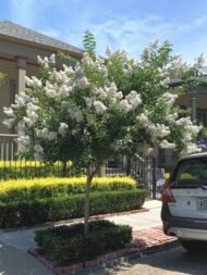– White Crape Myrtle – White Crepe Myrtle – Lagerstroemia ‘Sarah’s Favorite’من أسمائها المتداولة: تمر حنا أبيض – لاغرستروميا أبيض – تمر حنة أبيض – كريب ميرتل أبيض