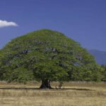 – Pacara Earpod Tree – Ear Pod Tree – Timbóمن أسمائها المتداولة: انترلوبـيوم – شجرة الأذن – شجرة أذن الفيل