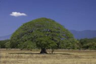 – Pacara Earpod Tree – Ear Pod Tree – Timbóمن أسمائها المتداولة: انترلوبـيوم – شجرة الأذن – شجرة أذن الفيل