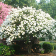– White Crape Myrtle – White Crepe Myrtle – Lagerstroemia ‘Sarah’s Favorite’من أسمائها المتداولة: تمر حنا أبيض – لاغرستروميا أبيض – تمر حنة أبيض – كريب ميرتل أبيض