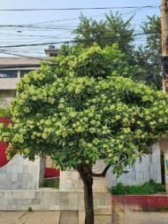 🌿 الاستونيا – Alstonia scholaris الاسم العلمي: Alstonia scholaris (L.) R.Br. من أسمائها المتداولة: الاستونيا – شجرة المليون زهرة – شجرة الزهور الكثيرة – شجرة السبورة – Devil's Tree – Blackboard Tree – Dita Tree – Alstonia scholaris