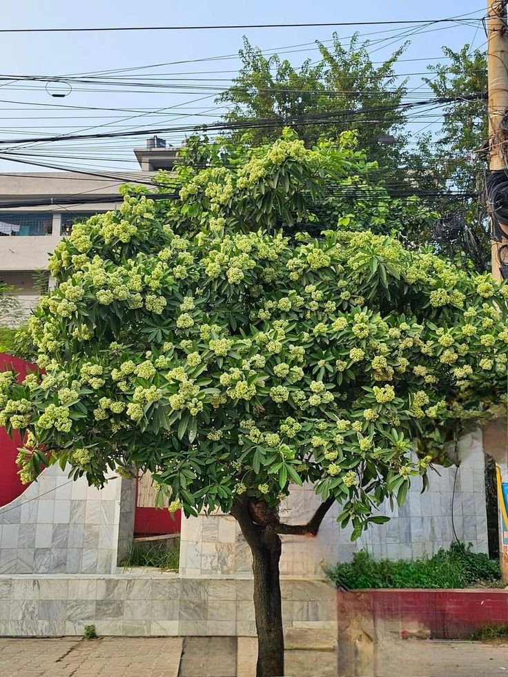 🌿 الاستونيا – Alstonia scholaris الاسم العلمي: Alstonia scholaris (L.) R.Br. من أسمائها المتداولة: الاستونيا – شجرة المليون زهرة – شجرة الزهور الكثيرة – شجرة السبورة – Devil's Tree – Blackboard Tree – Dita Tree – Alstonia scholaris