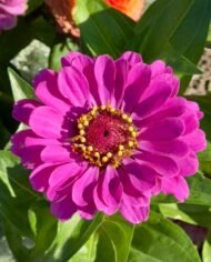 من أسمائها المتداولة: الزيزينيا البلدي – زينيا – زينيا بلدي – زهرة الزينيا – Zinnia – Common Zinnia – Elegant Zinnia – Youth-and-old-age